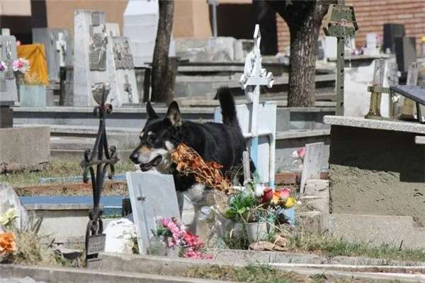 狗主人去世愛犬一夜之間失蹤，1年後讓誤解的家人痛哭流涕！