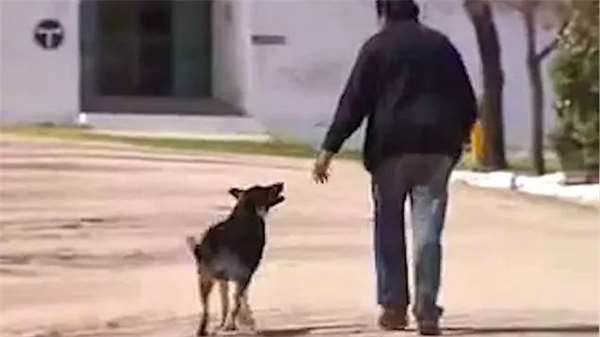 狗主人去世愛犬一夜之間失蹤，1年後讓誤解的家人痛哭流涕！
