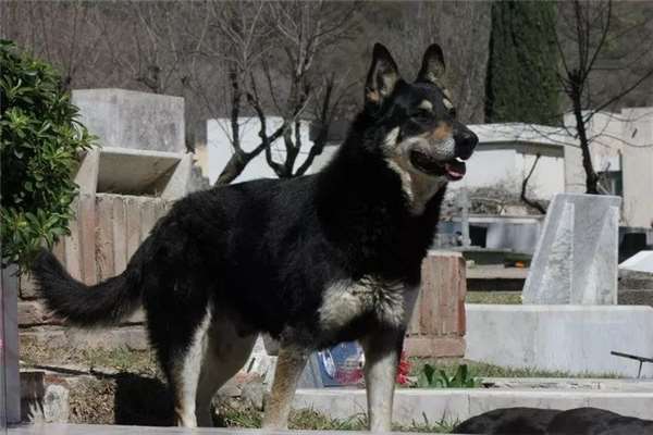 狗主人去世愛犬一夜之間失蹤，1年後讓誤解的家人痛哭流涕！