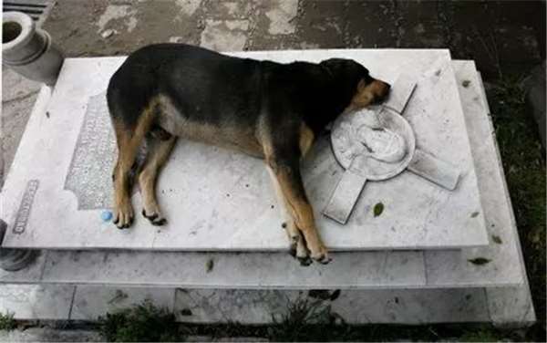 狗主人去世愛犬一夜之間失蹤，1年後讓誤解的家人痛哭流涕！
