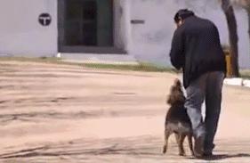 狗主人去世愛犬一夜之間失蹤，1年後讓誤解的家人痛哭流涕！