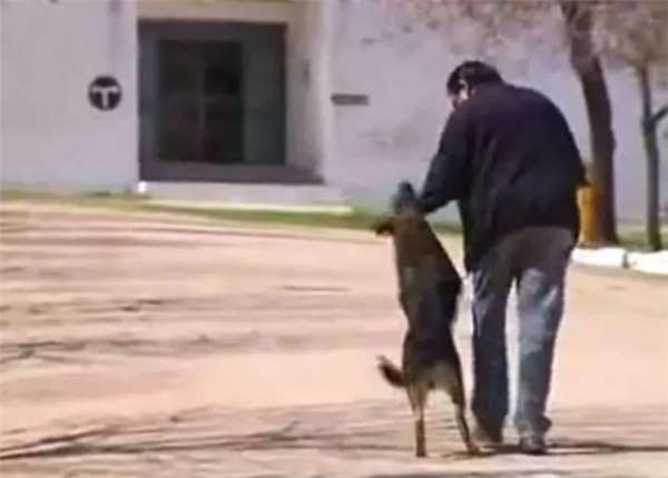 狗主人去世愛犬一夜之間失蹤，1年後讓誤解的家人痛哭流涕！