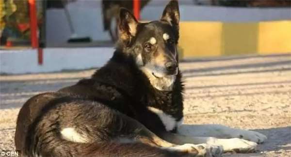 狗主人去世愛犬一夜之間失蹤，1年後讓誤解的家人痛哭流涕！