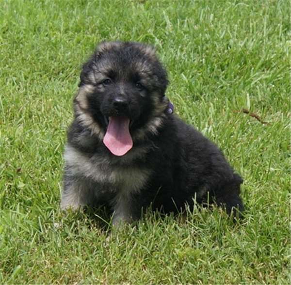 狗主人去世愛犬一夜之間失蹤，1年後讓誤解的家人痛哭流涕！