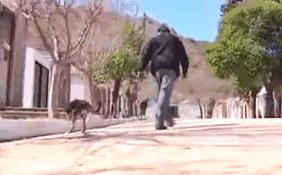 狗主人去世愛犬一夜之間失蹤，1年後讓誤解的家人痛哭流涕！