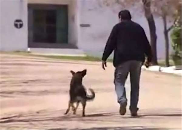 狗主人去世愛犬一夜之間失蹤，1年後讓誤解的家人痛哭流涕！