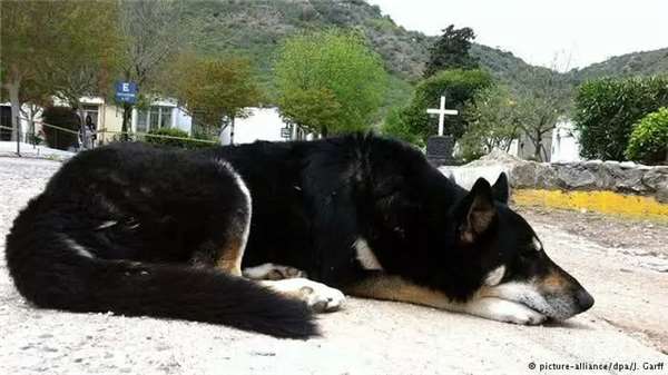 狗主人去世愛犬一夜之間失蹤，1年後讓誤解的家人痛哭流涕！