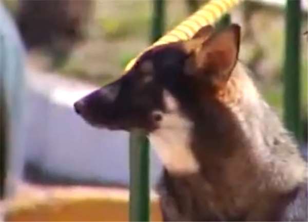 狗主人去世愛犬一夜之間失蹤，1年後讓誤解的家人痛哭流涕！