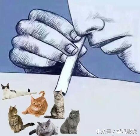 非戰鬥人員請撤離，網紅丑貓，網友：吸不動