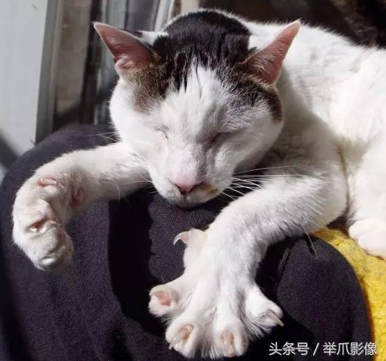 非戰鬥人員請撤離，網紅丑貓，網友：吸不動