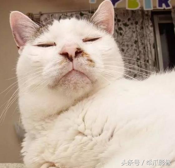非戰鬥人員請撤離，網紅丑貓，網友：吸不動