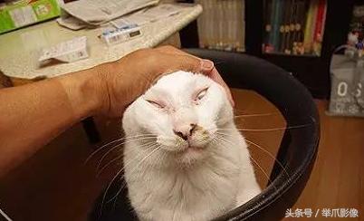 非戰鬥人員請撤離，網紅丑貓，網友：吸不動
