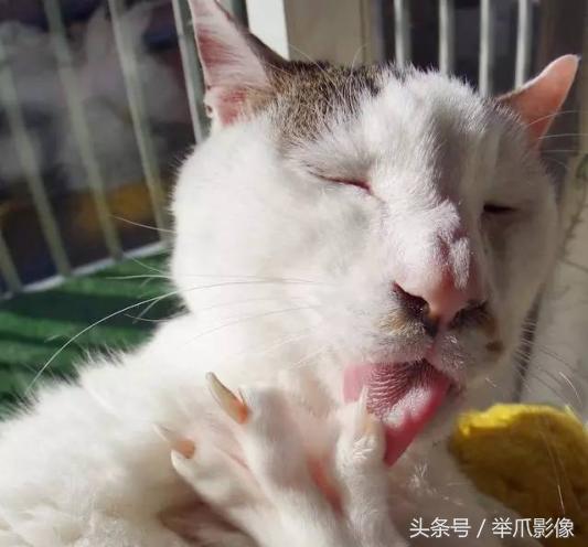非戰鬥人員請撤離，網紅丑貓，網友：吸不動