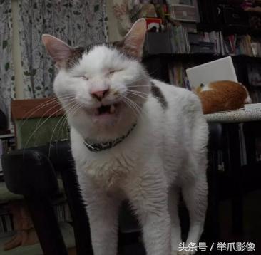 非戰鬥人員請撤離，網紅丑貓，網友：吸不動