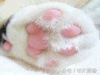 非戰鬥人員請撤離，網紅丑貓，網友：吸不動