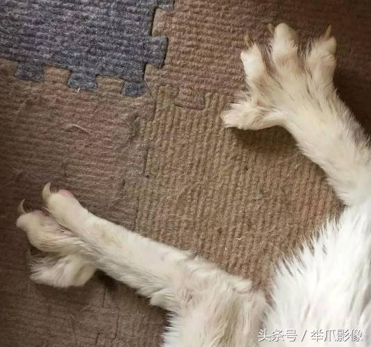 非戰鬥人員請撤離，網紅丑貓，網友：吸不動