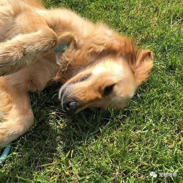 一隻咬著麵包四處流浪的狗狗 一段跨越9000多公里的愛心救援