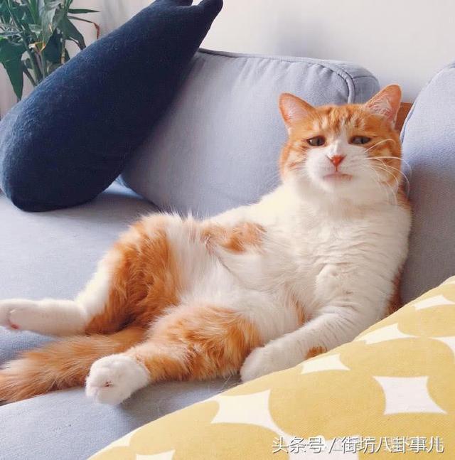 橘貓吵著要提前吃午飯，主人拒絕後，它舉起爪爪，主人笑噴了