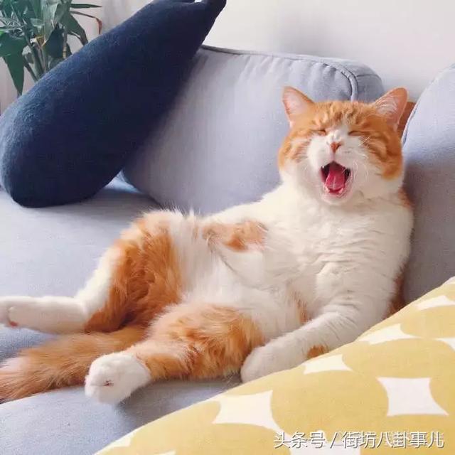 橘貓吵著要提前吃午飯，主人拒絕後，它舉起爪爪，主人笑噴了