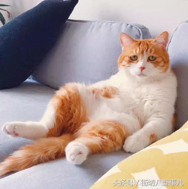 橘貓吵著要提前吃午飯，主人拒絕後，它舉起爪爪，主人笑噴了