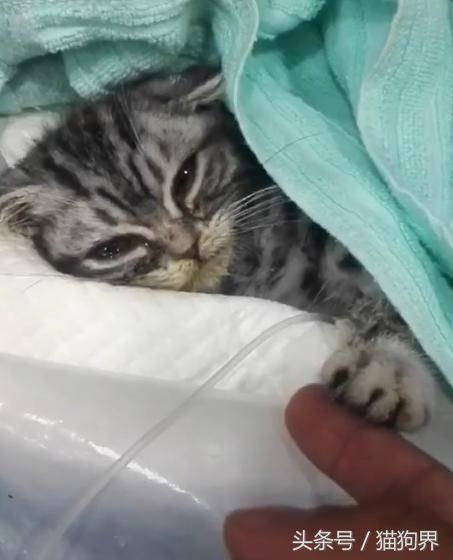 眼裡滿是淚水...小喵生病「奄奄一息」倒床上，看到醫生「努力伸爪求救」：拜託救救我... 