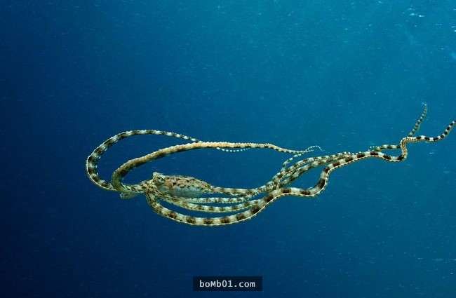 這16種稀奇的海洋生物在海底深處被發現，第10種生物的血盆大口真的會讓人噩夢連連…