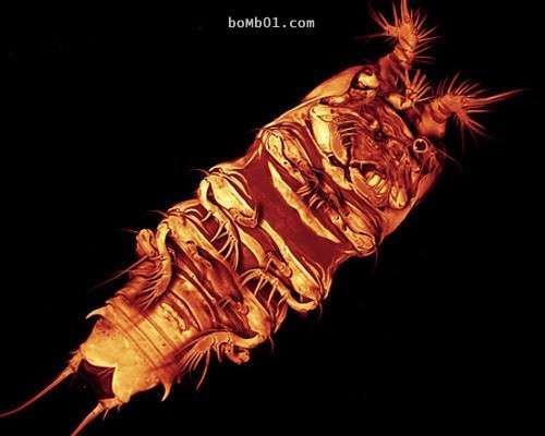 這16種稀奇的海洋生物在海底深處被發現，第10種生物的血盆大口真的會讓人噩夢連連…