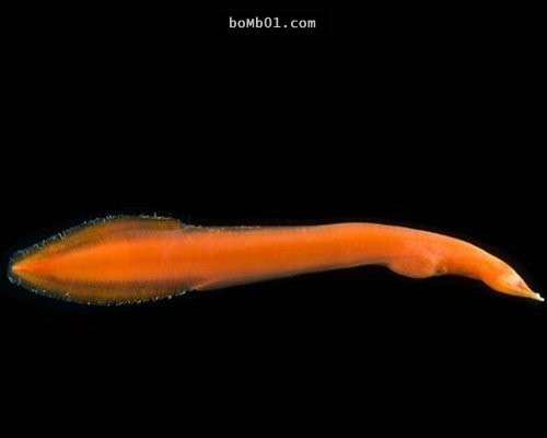 這16種稀奇的海洋生物在海底深處被發現，第10種生物的血盆大口真的會讓人噩夢連連…