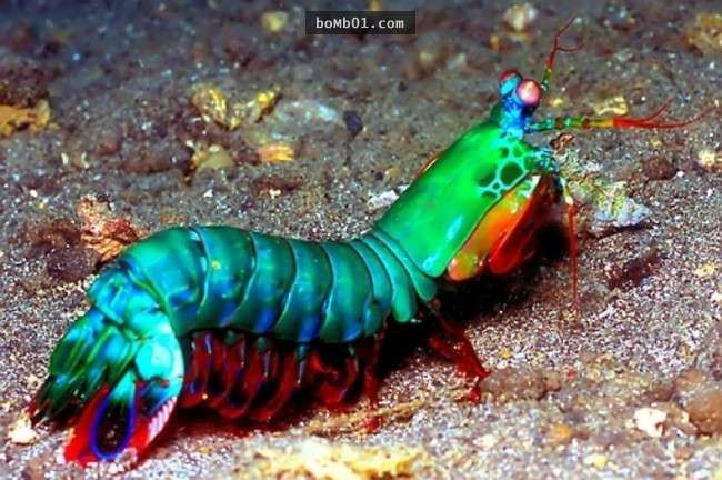這16種稀奇的海洋生物在海底深處被發現，第10種生物的血盆大口真的會讓人噩夢連連…