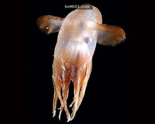 這16種稀奇的海洋生物在海底深處被發現，第10種生物的血盆大口真的會讓人噩夢連連…