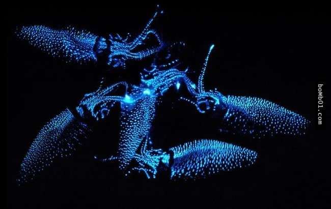 這16種稀奇的海洋生物在海底深處被發現，第10種生物的血盆大口真的會讓人噩夢連連…