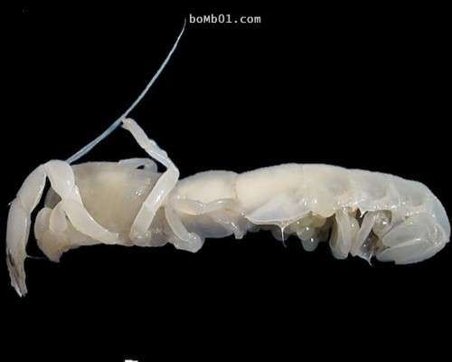 這16種稀奇的海洋生物在海底深處被發現，第10種生物的血盆大口真的會讓人噩夢連連…