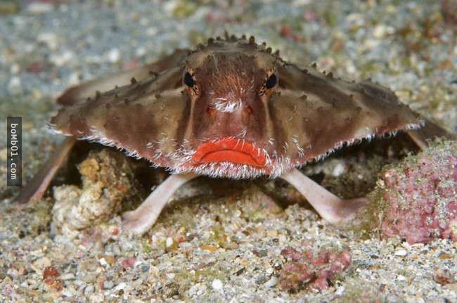 這16種稀奇的海洋生物在海底深處被發現，第10種生物的血盆大口真的會讓人噩夢連連…