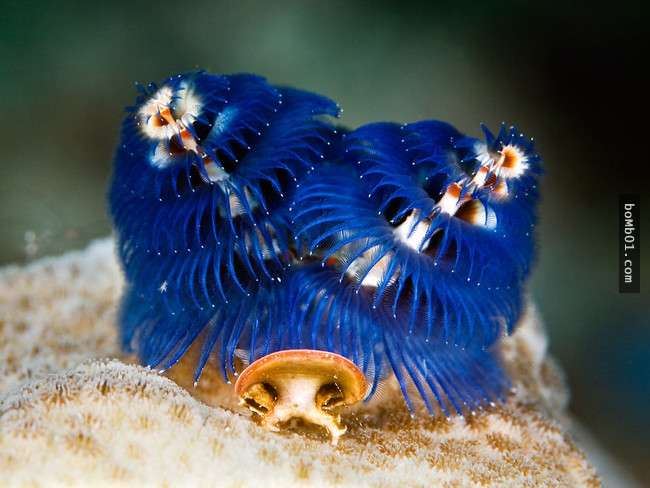 這16種稀奇的海洋生物在海底深處被發現，第10種生物的血盆大口真的會讓人噩夢連連…