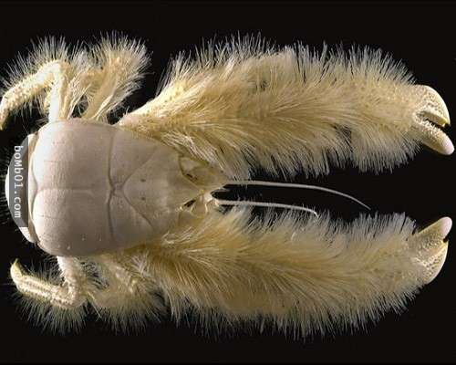 這16種稀奇的海洋生物在海底深處被發現，第10種生物的血盆大口真的會讓人噩夢連連…