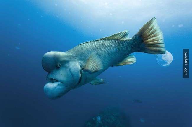 這16種稀奇的海洋生物在海底深處被發現，第10種生物的血盆大口真的會讓人噩夢連連…