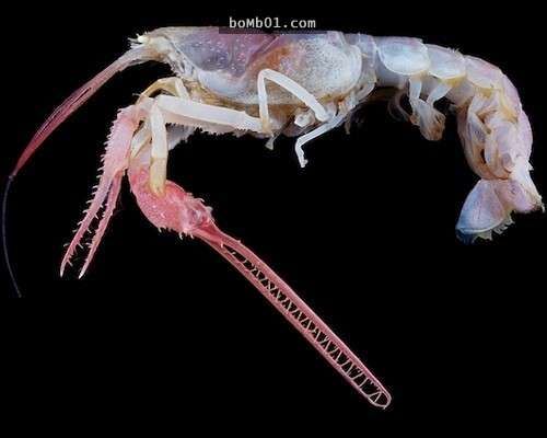 這16種稀奇的海洋生物在海底深處被發現，第10種生物的血盆大口真的會讓人噩夢連連…