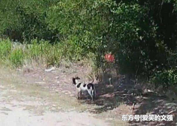 主人將狗狗帶到野外，下車後狗狗滿臉迷茫，但主人的下一個動作讓人看的心碎，心疼可憐的狗狗 