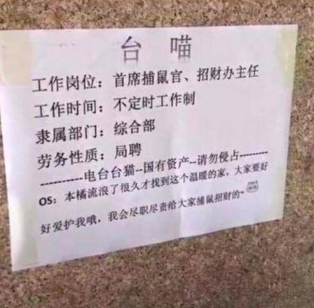 電台上班偶遇一隻超萌橘貓，看過告示才知道，這傢伙還是我同事