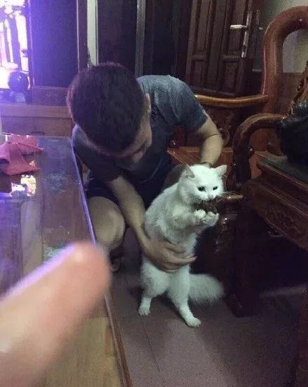貓咪偷吃被抓包，眼神「視死如歸」：要肉乾沒有要命一條！