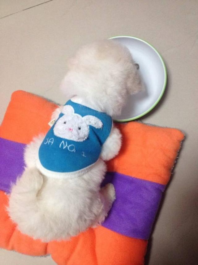 如果你要養只比熊，這5件事必須要做好