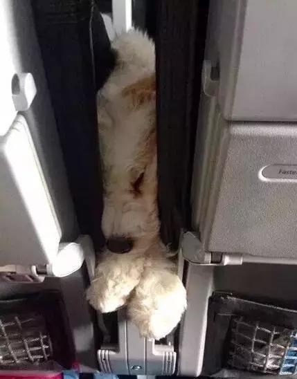 很多時候，我的社交能力還不如我家狗