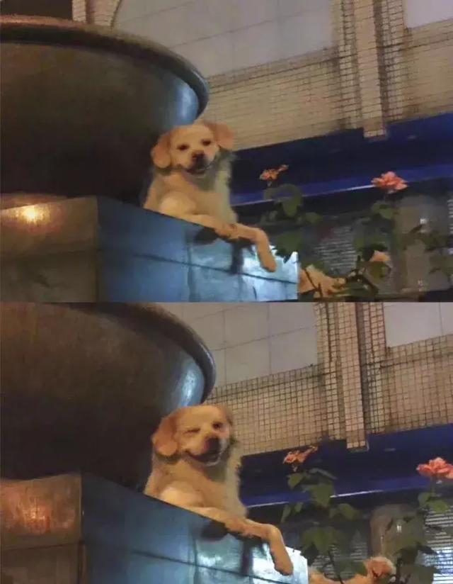 很多時候，我的社交能力還不如我家狗