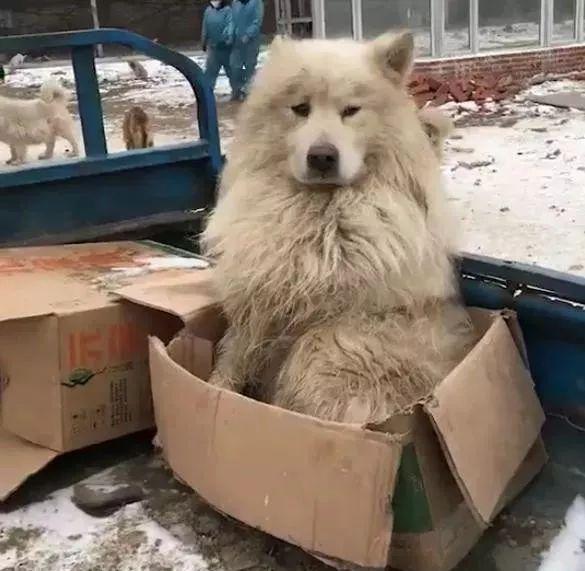 可憐的流浪薩摩懶上騎三輪的大爺，哀求收留