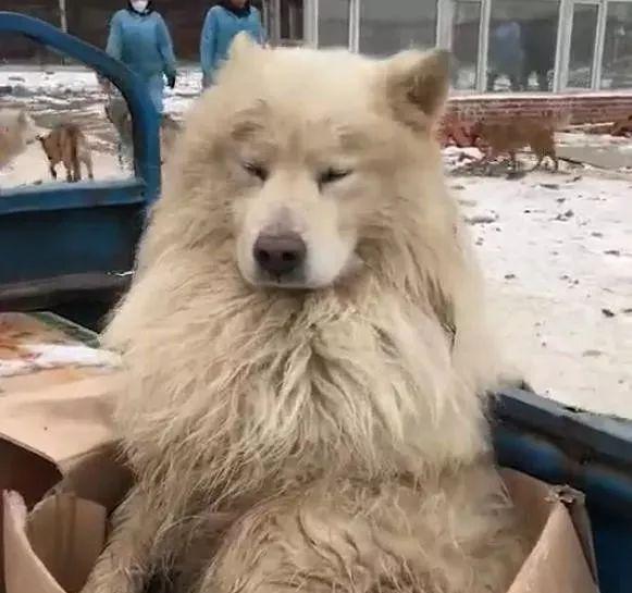 可憐的流浪薩摩懶上騎三輪的大爺，哀求收留