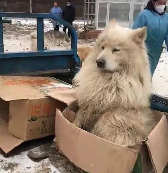 可憐的流浪薩摩懶上騎三輪的大爺，哀求收留