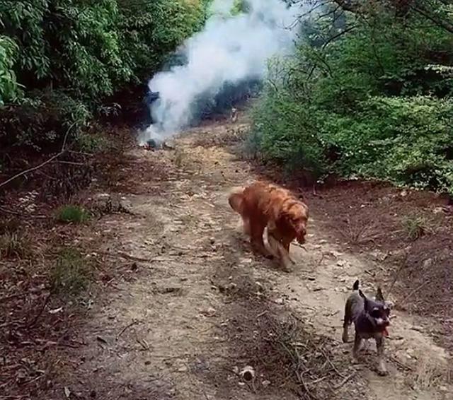 帶著金毛上山采蘑菇，被一頭牛攔住去路，保鏢金毛嚇得轉身就跑