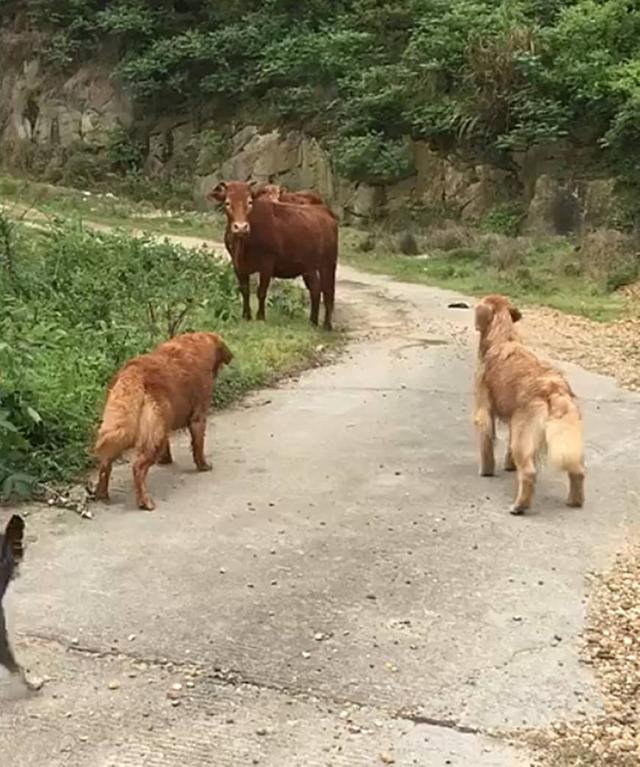 帶著金毛上山采蘑菇，被一頭牛攔住去路，保鏢金毛嚇得轉身就跑