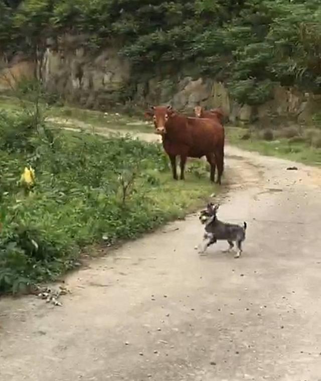 帶著金毛上山采蘑菇，被一頭牛攔住去路，保鏢金毛嚇得轉身就跑