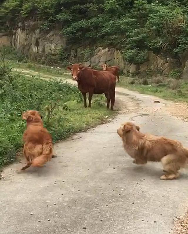 帶著金毛上山采蘑菇，被一頭牛攔住去路，保鏢金毛嚇得轉身就跑